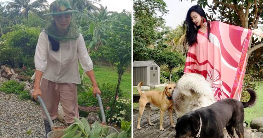 54歲田麗打扮樸素像農民，離婚後獨居農村，種80棵樹養6只貓狗，身材臃腫且憔悴：和當年女神判若兩人